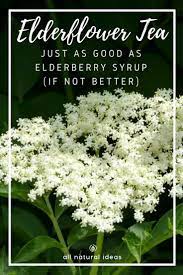 We did not find results for: Benefits Of Elderflower Tea Vs Elderberry All Natural Ideas