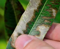 Image result for xylella fastidiosa oleander symptoms