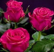 Hot Princess Rose Bulk Wedding Flowers Hot Princess Roses At Wholesale Prices Bulk Wedding Flowers Hot Pink Roses Pink Garden