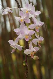 Maybe you would like to learn more about one of these? Phalaenopsis Orchid Care Instructions Moth Orchids