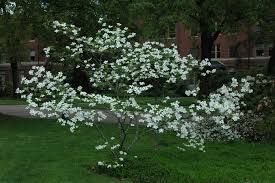 We did not find results for: Cornus Florida Landscape Plants Oregon State University