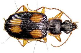 Pozor na výnosy penzijního fondu, již existuje historie. Do Hor Za Brouky A Hmyzem Vietnamtravel