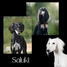 VCA Old Marple Animal Hospital