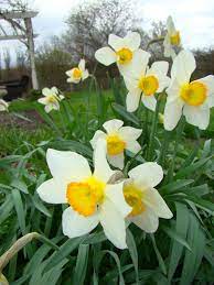 Daffodils Spring Flowering Bulbs Daffodil Flower Planting Flowers