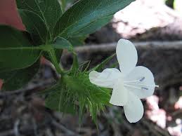 Image result for Barleria elegans
