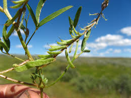 Image result for Indigofera charlieriana