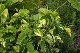 Image result for Acalypha paucifolia