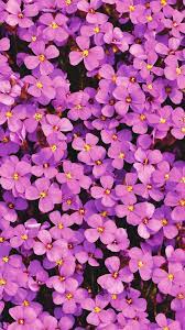 Available in hd, 4k resolutions for desktop & mobile phones. View And Download Purple Aubrieta Flowers 4k Ultra Hd Mobile Wallpaper For Free On Your M Flower Phone Wallpaper Flowers Photography Wallpaper Flower Wallpaper
