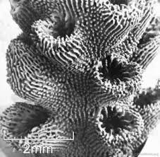 Image result for Selago coerulea