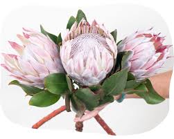 Image result for Protea