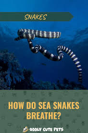 How Do Sea Snakes Breathe Sea Snake Reptile Habitat Underwater Sea