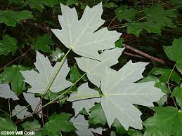 Sugar maple is the most common maple in the eastern united states, however it is not recommended for growing in florida. Southern Sugar Maple Acer Floridanum