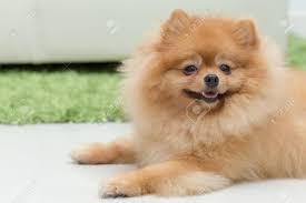 Finde illustrationen von süße hunde. Pommerschen Hund Susse Haustiere Im Haus Glucklich Lizenzfreie Fotos Bilder Und Stock Fotografie Image 43994733