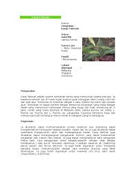 A short video on kacip fatimah's scientific and local name and its health benefits to human. Kacip Fatimah