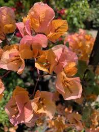 The shortest day of the year has passed and we are amping up production on all our fabulous fruit trees at daleys. Mimosa Nursery 59 Photos 72 Reviews Nurseries Gardening 6270 Allston St Los Angeles Ca United States Phone Number Yelp