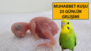 Muhabbet Kusu 25 Gunluk Gelisimi Youtube
