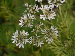 Image result for Coriandrum sativum
