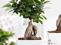 Ficus Microcarpa En Forma De Bonsai Ficus Microcarpa Mejores Plantas De Interior Decoracion De Casa Con Plantas