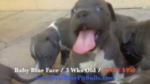 American bully xxl züchter nrw. Blue Nose Pitbull Puppies For Sale Az 07 2021