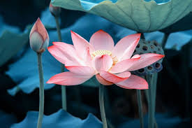Lotus Flower Meanings More