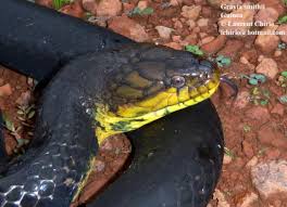 Image result for Nelsonia smithii