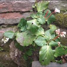 Image result for Aeollanthus myrianthus