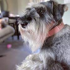 Beautiful Schnauzer And It S Long Beard Schnauzer Newfoundland Dog Funny Dog Training Obedience