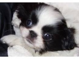 Black and white, weaned, ready for new homes now. Japanese Chin Puppies For Sale