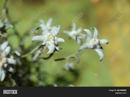 Edelweiss Flower Image Photo Free Trial Bigstock