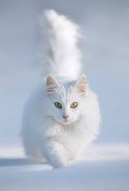 Gambar kucing paling lucu dengan ekspresi paling menggemaskan,itu yang ada cari? Kumpulan Gambar Kucing Anggora Cantik Dan Lucu Terbaru 2018