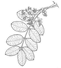 Image result for Ekebergia benguelensis