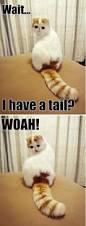 Image result for Animal Meme