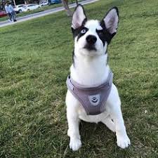 Tasma Cesitlerimiz Icin Dm Den Bilgi Alabilirsiniz Boston Terrier Terrier Animals