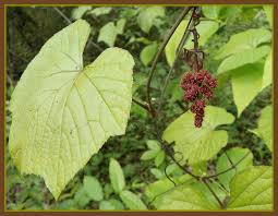 Image result for Ampelocissus