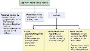 24nurse Acute Renal Failure Acute Renal Failure Renal Failure Acute Kidney Injury