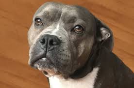 Males can weigh up to a massive 130 pounds. English Bully Staffy Bull Terrier Bulldog X Staffordshire Bull Terrier Mix Petpress