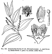 Image result for Anisophylleaceae
