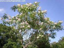 Image result for Podranea