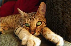 Open 7 days a week. 7 Legal Exotic Pets That Have Easy Care Pethelpful