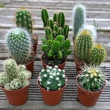 I like the fact that you can find small he diligently cares for it which is nice to see. Set Of 3 Mixed Cactus Plants In 5 5cm Pots Indoor Houseplants Etsy Cactus House Plants Cactus Plants Indoor Cactus Plants
