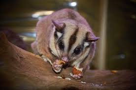 30 Unique And Weird Pets You Can Own Crazy Rich Pets