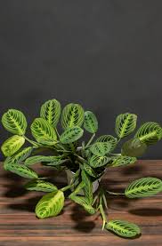 Image result for maranta