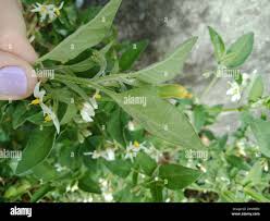 Image result for Solanum chenopodioides