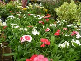 You'll see them observing maha sivarathri in the ancient cities areas and the portions of. Wholesale Flowers In Sri Lanka Find Out Everything About Them