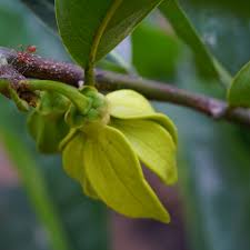 Image result for Artabotrys