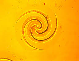 Never-Before-Seen: UCLA Physicists Discover Mysterious Spiral Patterns on  Solid Surfaces