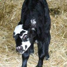 Lupine Induced Crooked Calf Syndrome Ccs Download Scientific Diagram