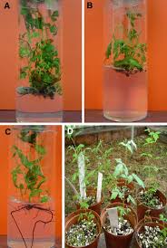 Image result for Searsia dentata