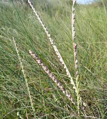 Image result for Paspalum