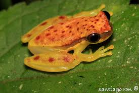 Image result for Rhodopentas